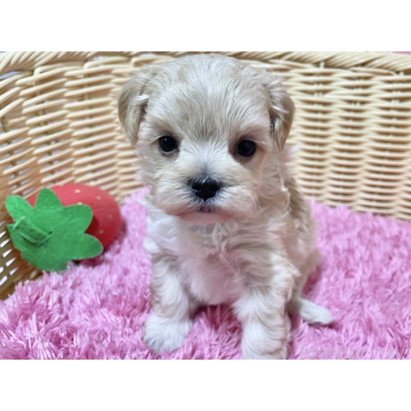 販売中の秋田県のマルプー:マルチーズ×トイプードル-439320の1枚目