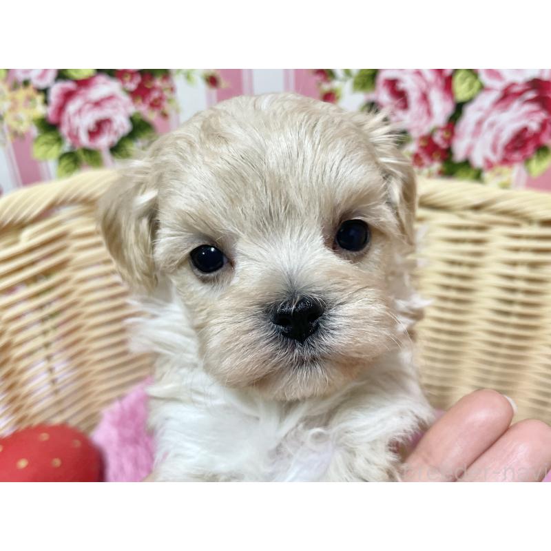 販売中の秋田県のマルプー:マルチーズ×トイプードル-439320の12枚目