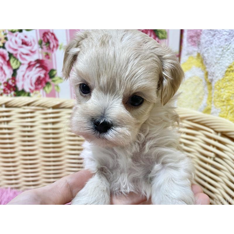 販売中の秋田県のマルプー:マルチーズ×トイプードル-439320の11枚目