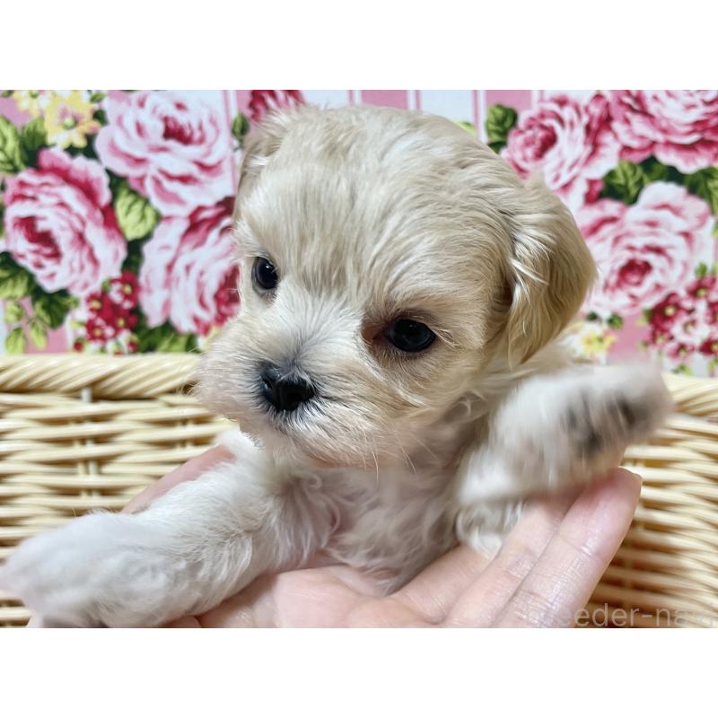 販売中の秋田県のマルプー:マルチーズ×トイプードル-439320の8枚目