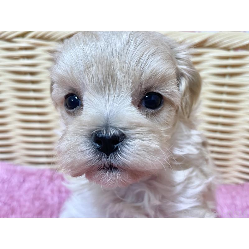 販売中の秋田県のマルプー:マルチーズ×トイプードル-439320の6枚目