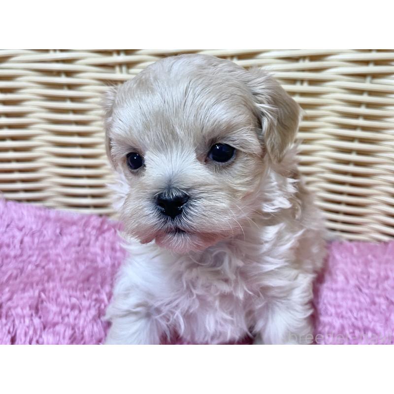 販売中の秋田県のマルプー:マルチーズ×トイプードル-439320の4枚目