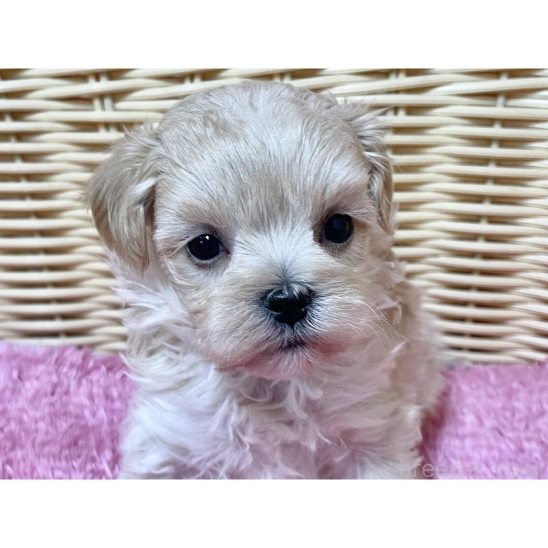 販売中の秋田県のマルプー:マルチーズ×トイプードル-439320の3枚目