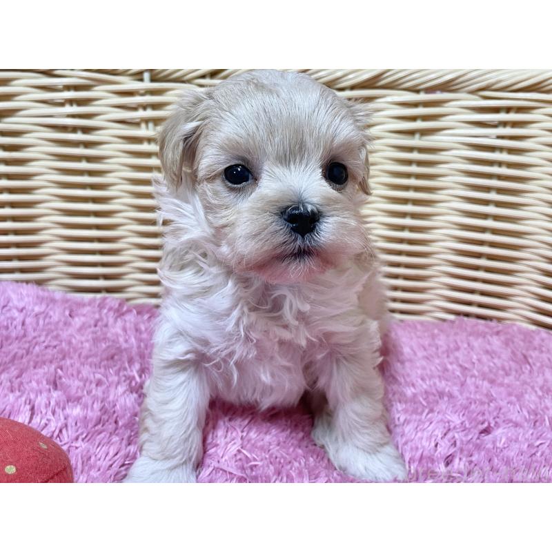 販売中の秋田県のマルプー:マルチーズ×トイプードル-439320の2枚目