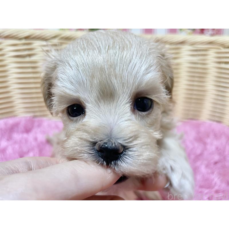 販売中の秋田県のマルプー:マルチーズ×トイプードル-439322の11枚目