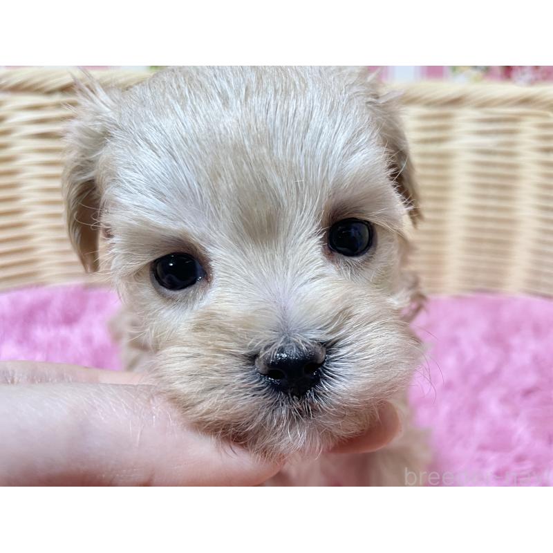 販売中の秋田県のマルプー:マルチーズ×トイプードル-439322の10枚目