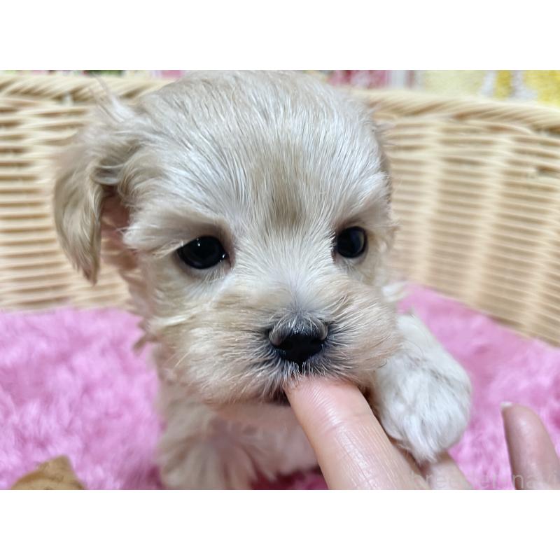 販売中の秋田県のマルプー:マルチーズ×トイプードル-439322の9枚目