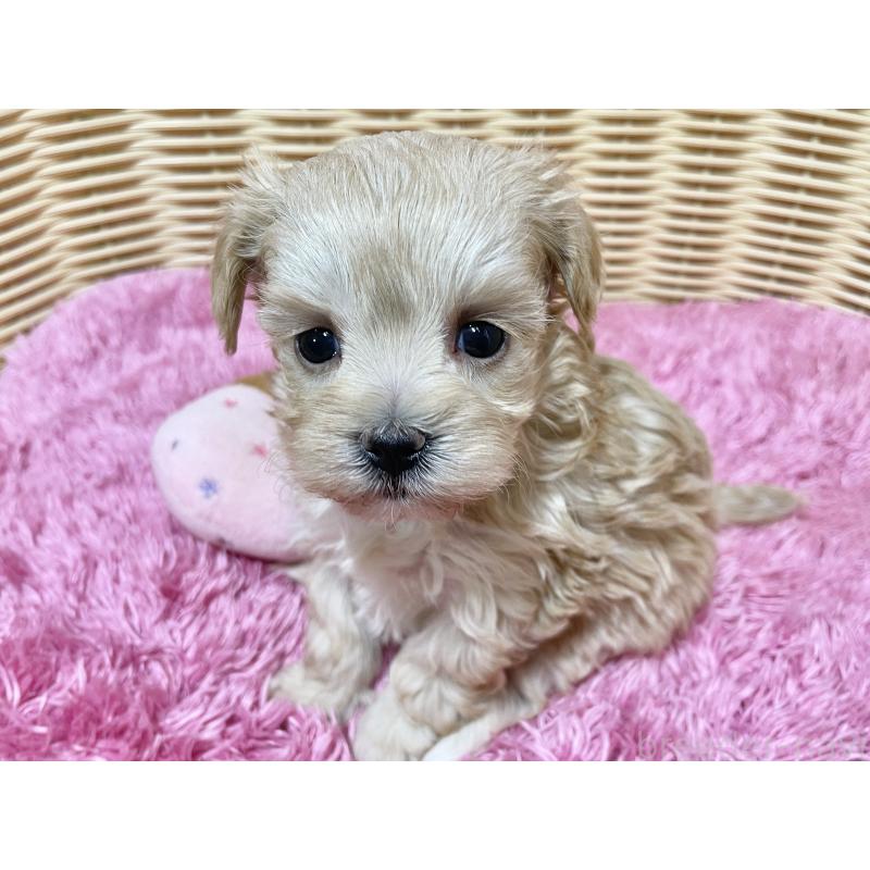 販売中の秋田県のマルプー:マルチーズ×トイプードル-439322の8枚目