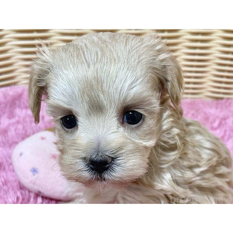 販売中の秋田県のマルプー:マルチーズ×トイプードル-439322の7枚目