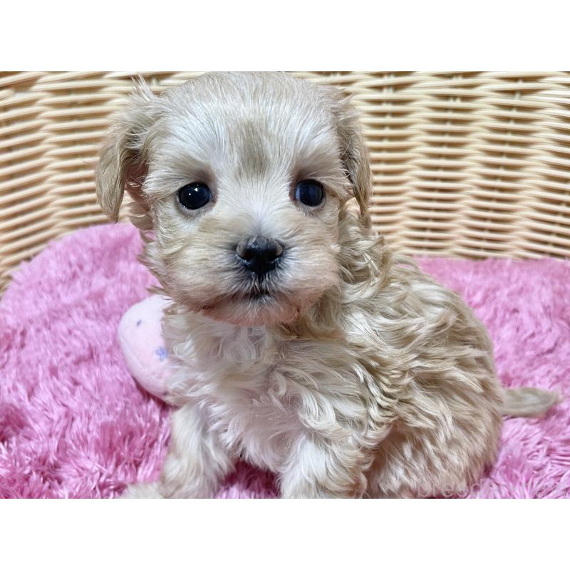 販売中の秋田県のマルプー:マルチーズ×トイプードル-439322の6枚目