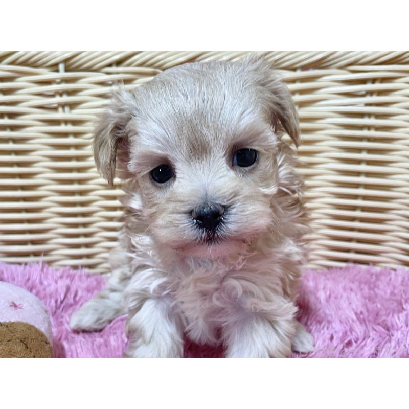 販売中の秋田県のマルプー:マルチーズ×トイプードル-439322の5枚目