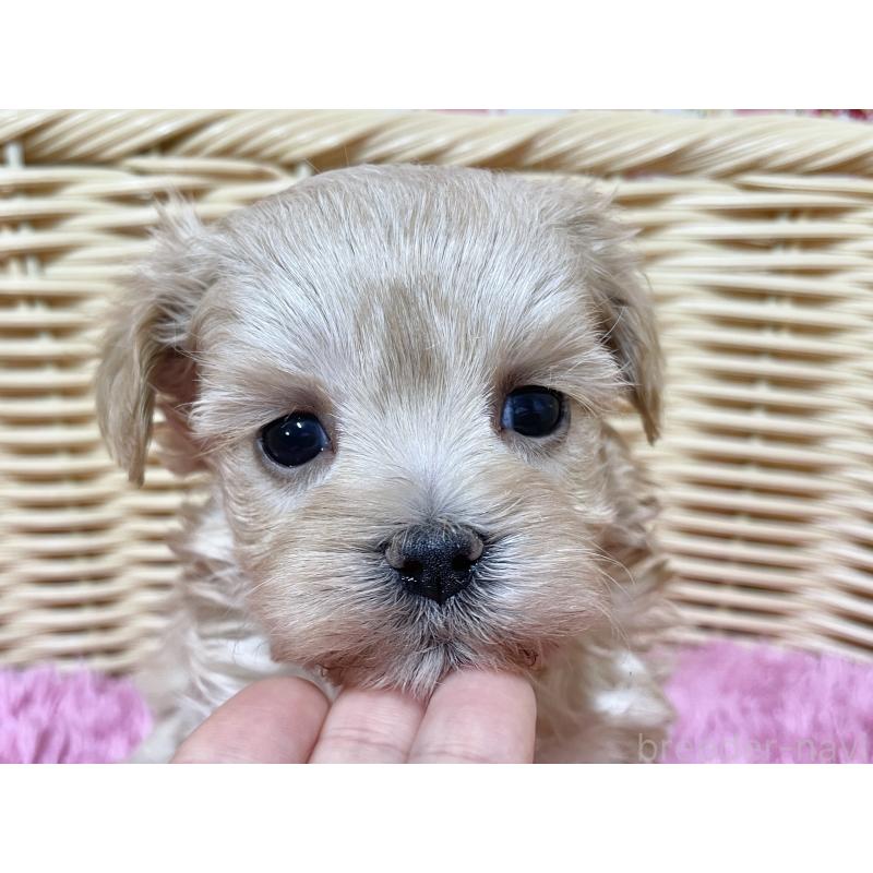 販売中の秋田県のマルプー:マルチーズ×トイプードル-439322の4枚目