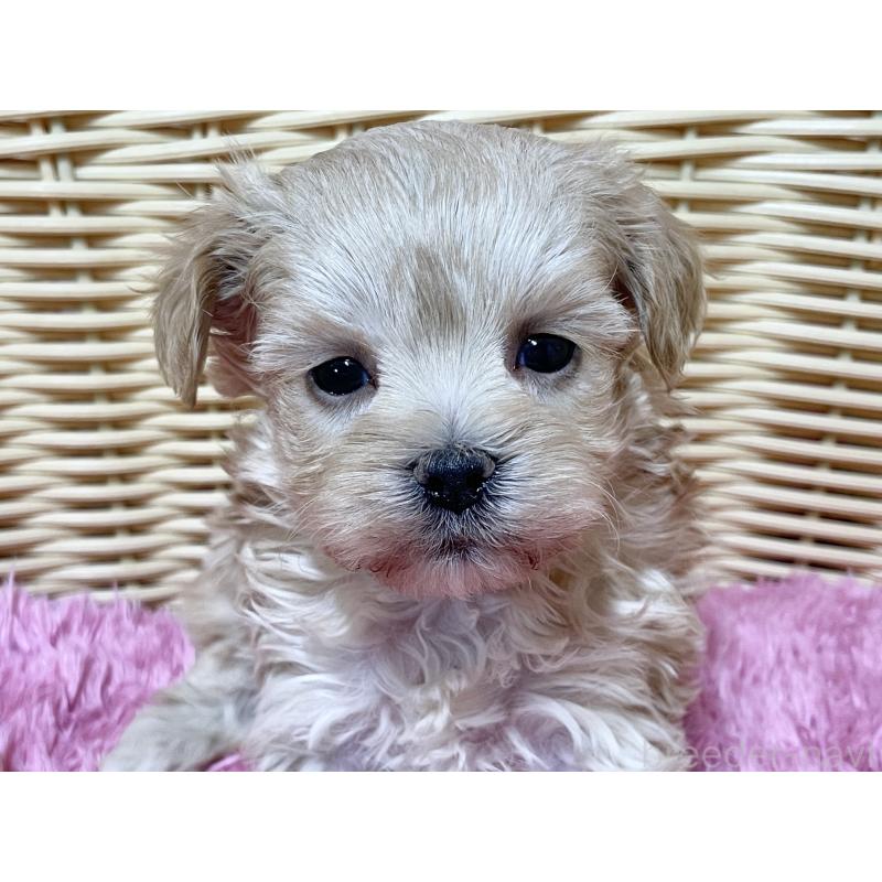 販売中の秋田県のマルプー:マルチーズ×トイプードル-439322の3枚目