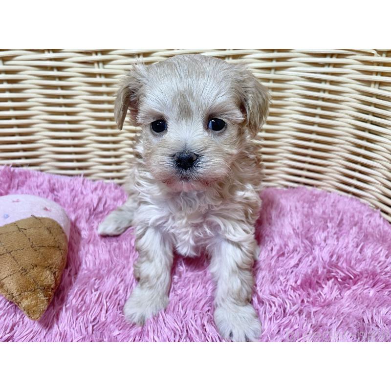販売中の秋田県のマルプー:マルチーズ×トイプードル-439322の2枚目