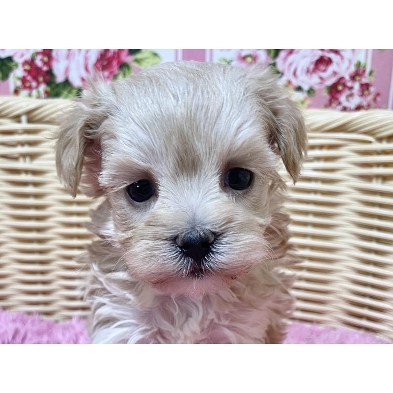 販売中の秋田県のマルプー:マルチーズ×トイプードル-439322