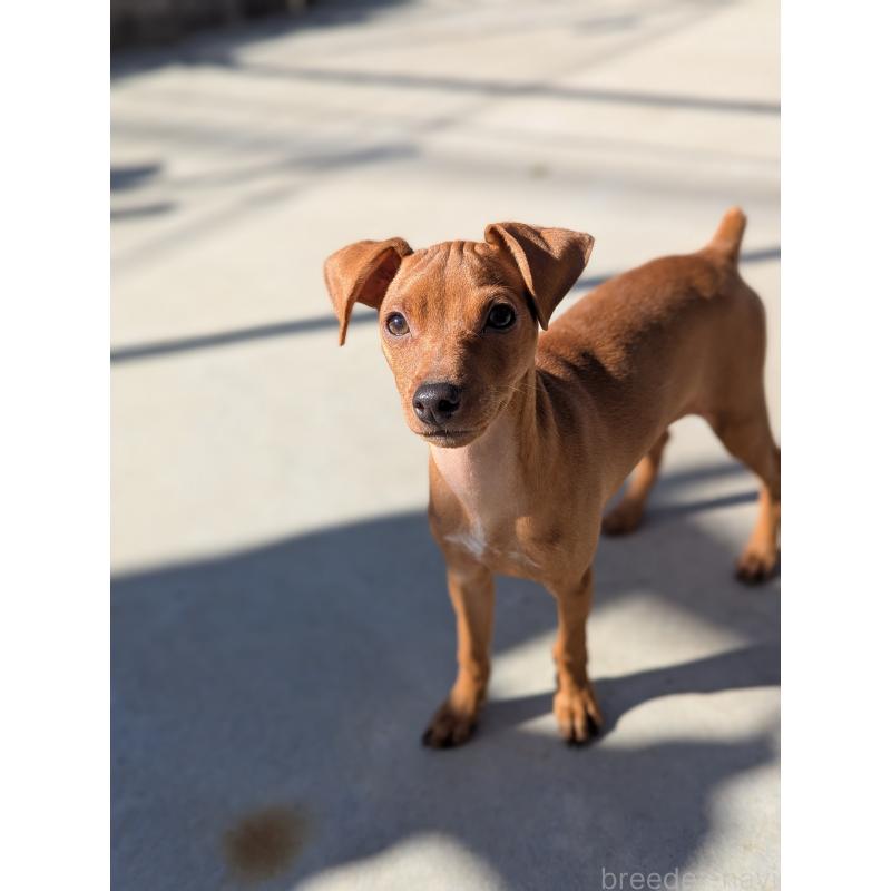 販売中の神奈川県のミニチュアピンシャー(ミニピン)-419614の5枚目