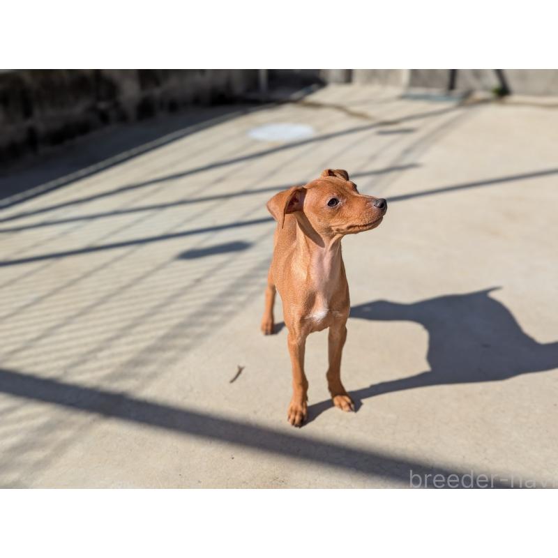 販売中の神奈川県のミニチュアピンシャー(ミニピン)-419614の3枚目