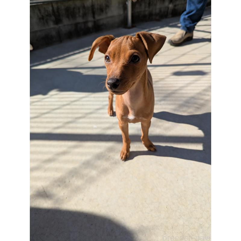 販売中の神奈川県のミニチュアピンシャー(ミニピン)-419614の2枚目