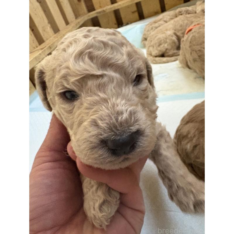 成約済の愛知県のスタンダードプードル-437224の3枚目