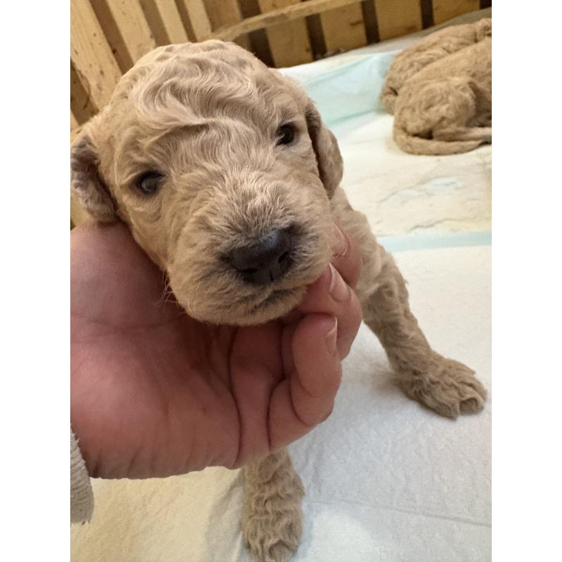 販売中の愛知県のスタンダードプードル-437225の4枚目