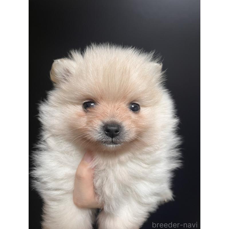 販売中の愛知県のポメラニアン-438820の2枚目