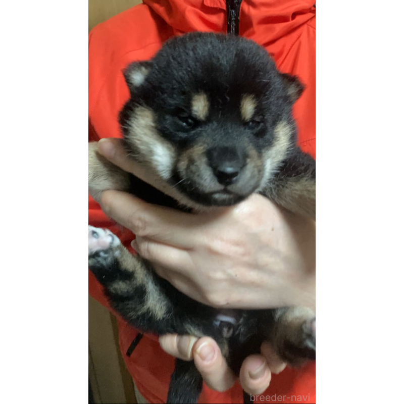 販売中の福岡県の柴犬-438821の1枚目