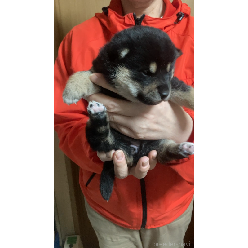 販売中の福岡県の柴犬-438821の8枚目