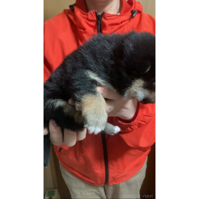 販売中の福岡県の柴犬-438821の6枚目