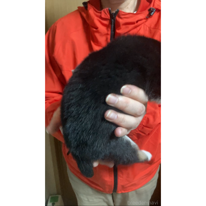 販売中の福岡県の柴犬-438821の5枚目