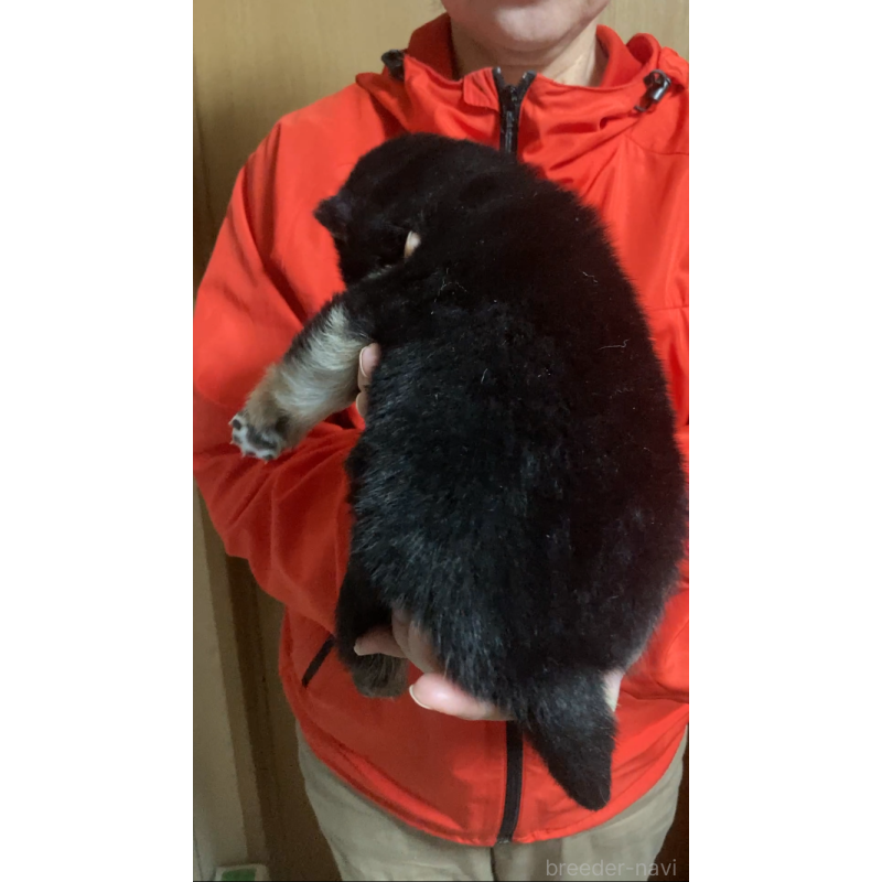 販売中の福岡県の柴犬-438821の4枚目