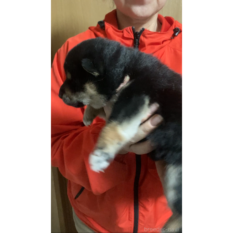 販売中の福岡県の柴犬-438821の3枚目