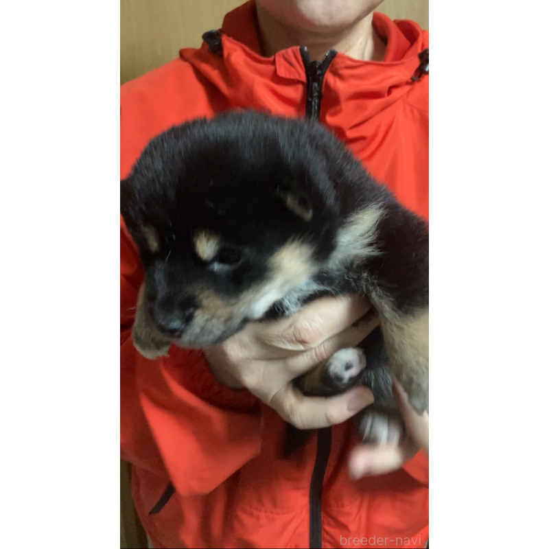 販売中の福岡県の柴犬-438821の2枚目