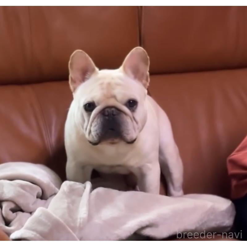 商談中の埼玉県のフレンチブルドッグ-436611の4枚目