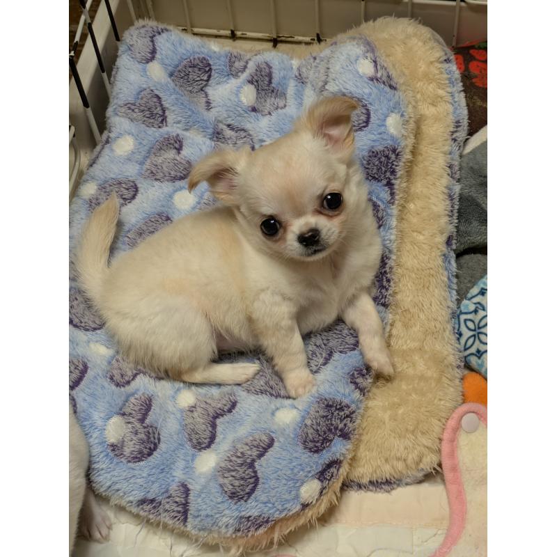 販売中の埼玉県のチワワ(ロングコート)-438822の3枚目