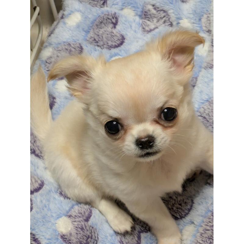 販売中の埼玉県のチワワ(ロングコート)-438822の1枚目