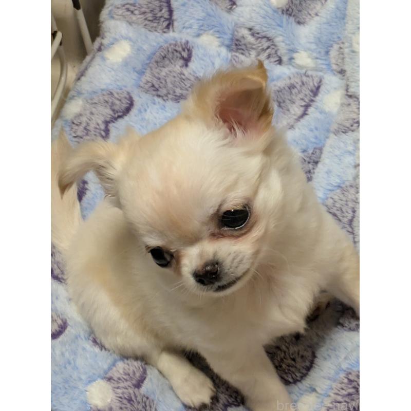 販売中の埼玉県のチワワ(ロングコート)-438822の2枚目