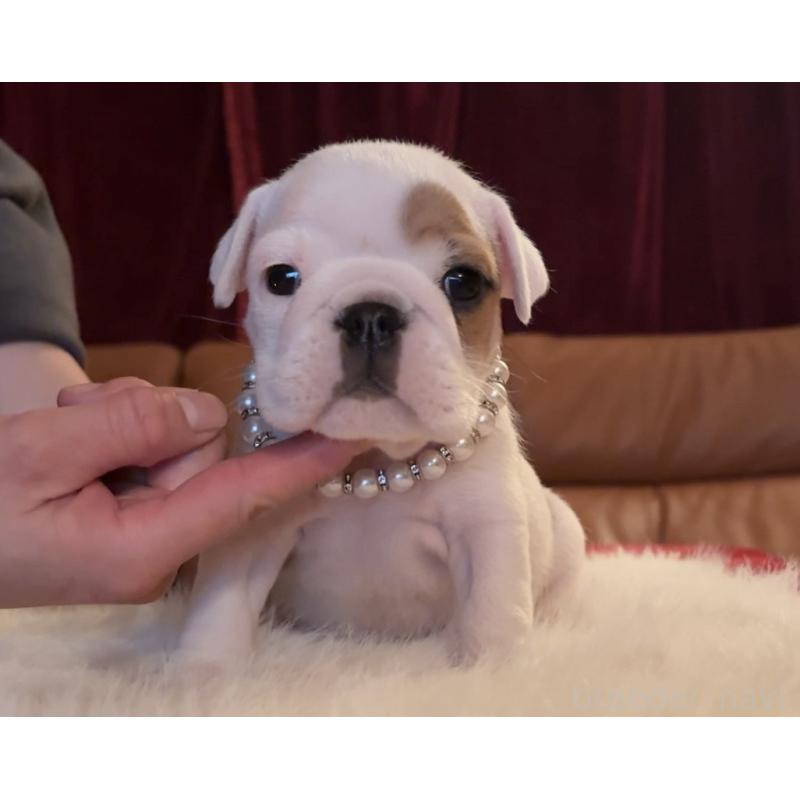 成約済の埼玉県のブルドッグ-436606の2枚目