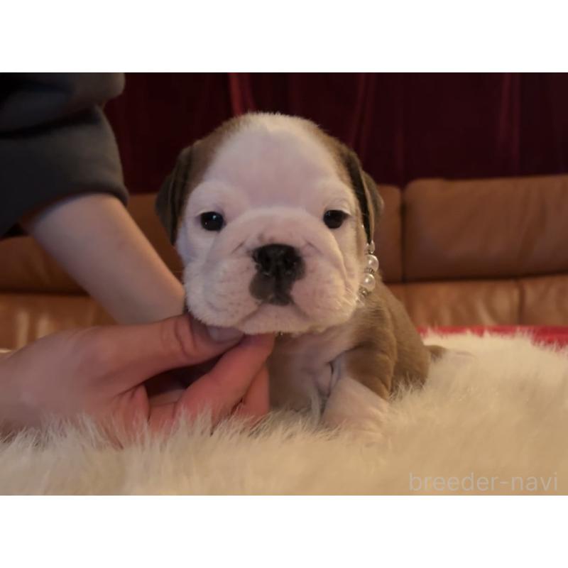 成約済の埼玉県のブルドッグ-436605の2枚目