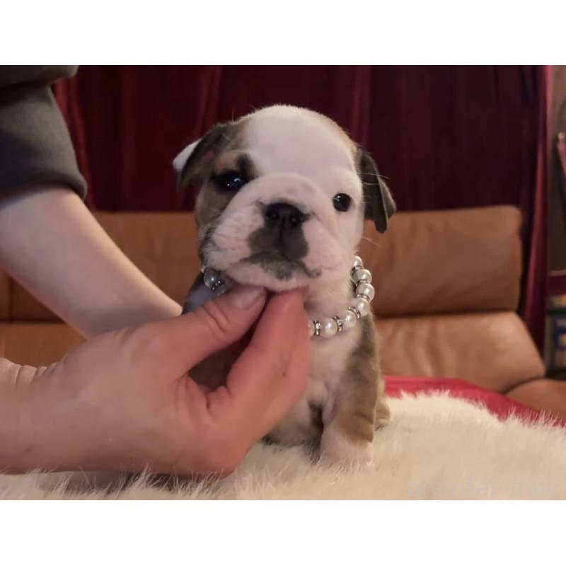 成約済の埼玉県のブルドッグ-436603の2枚目