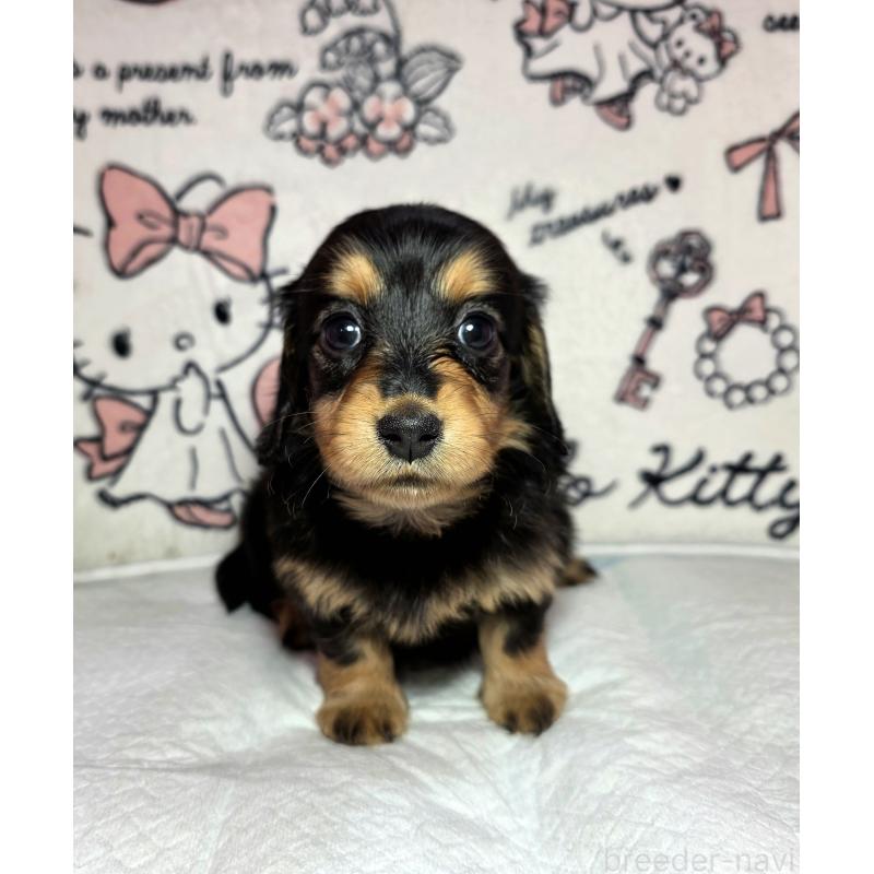 販売中の静岡県のミニチュアダックスフンド(ロングヘアード)-437703