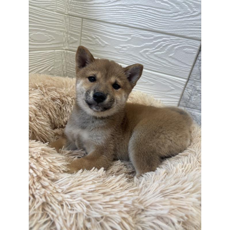 商談中の埼玉県の豆柴-438825