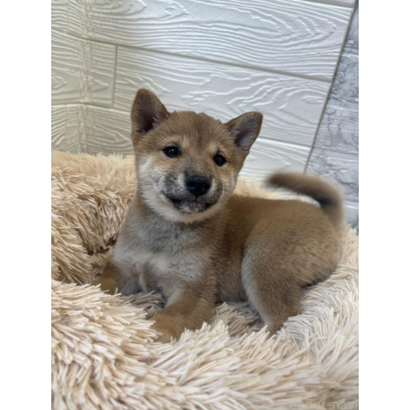 商談中の埼玉県の豆柴-438825の4枚目