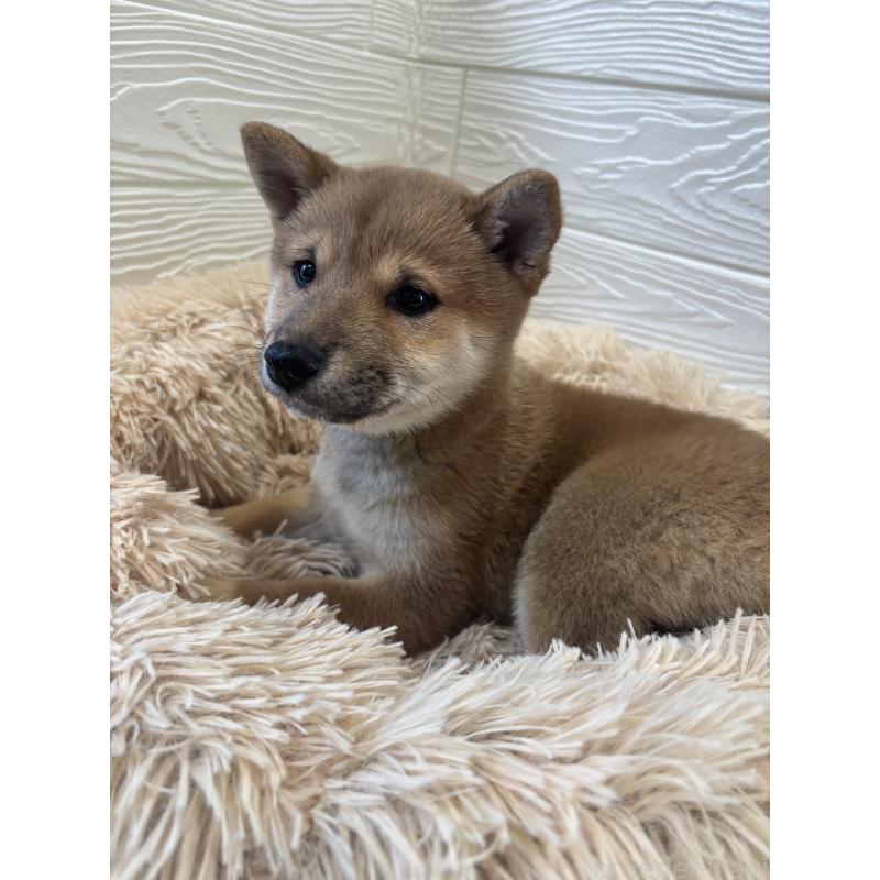 商談中の埼玉県の豆柴-438825の3枚目