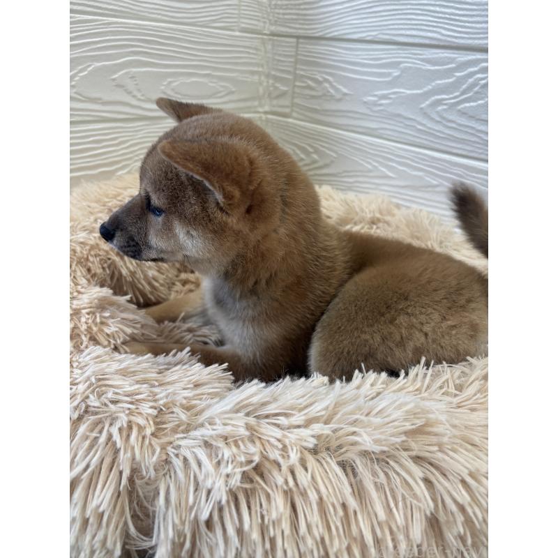 商談中の埼玉県の豆柴-438825の2枚目