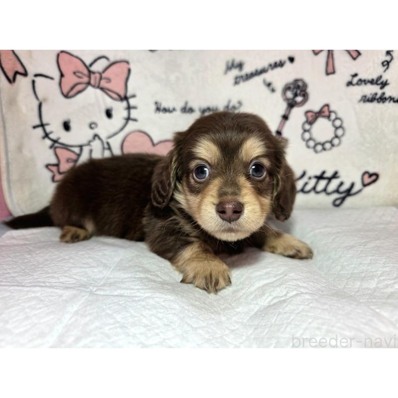 販売中の静岡県のミニチュアダックスフンド(ロングヘアード)-437699