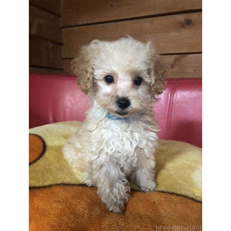 販売中の兵庫県のトイプードル-437676