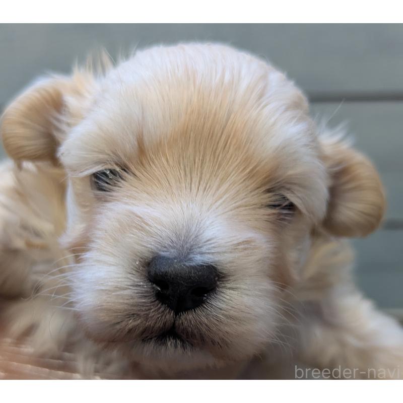 販売中の茨城県のタイニープードル-438697の6枚目