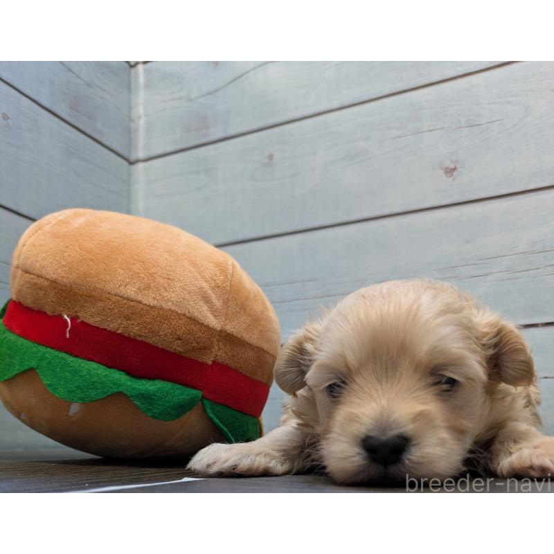 販売中の茨城県のタイニープードル-438697の4枚目