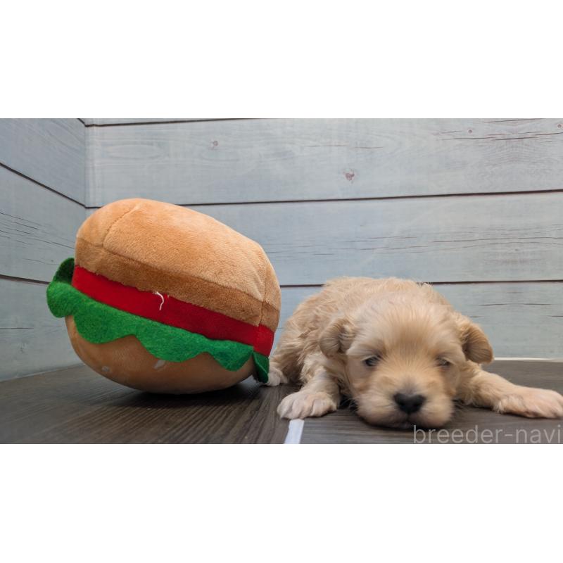 販売中の茨城県のタイニープードル-438697の2枚目