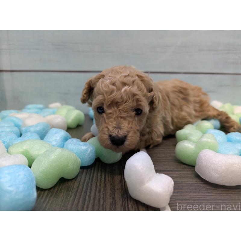 販売中の茨城県のティーカッププードル-438698の5枚目